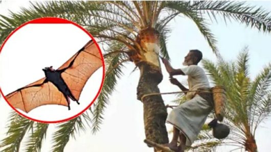 ৩৫ জেলায় নিপাহ ভাইরাসের সংক্রমণ, খেজুরের রস নিয়ে সতর্কবার্তা