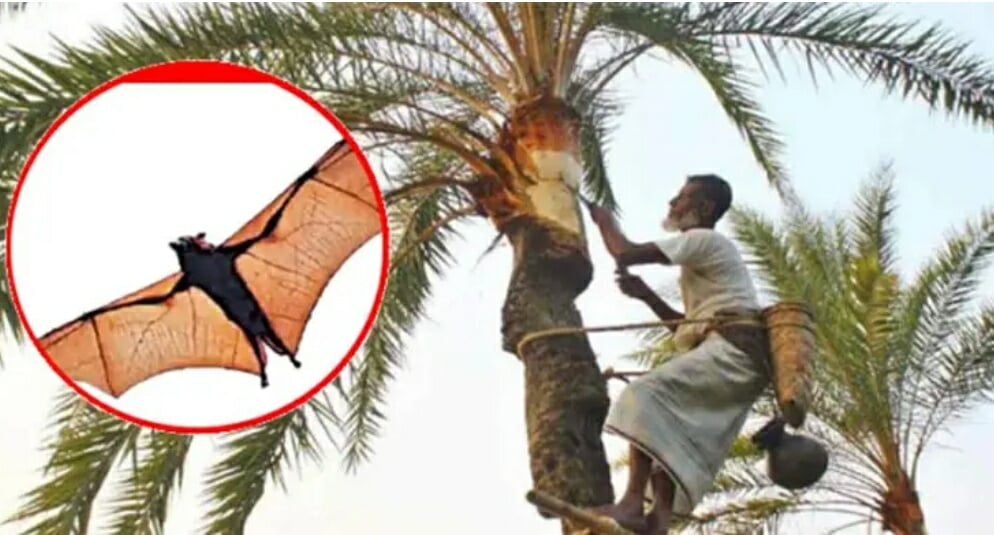 ৩৫ জেলায় নিপাহ ভাইরাসের সংক্রমণ, খেজুরের রস নিয়ে সতর্কবার্তা