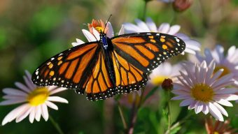 সেলুলার প্রযুক্তি ব্যবহার করে প্রজাপতির জীবনরহস্য উন্মোচনের চেষ্টা