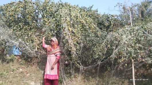 মনপুরার কলাতলিতে উদ্যোক্তা উন্নয়নে নিরলস ভাবে কাজ করছে কোস্ট ফাউন্ডেশন
