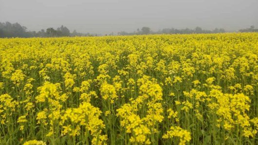বোচাগঞ্জে সরিষা আবাদে বাম্পার ফলনের আশা ।