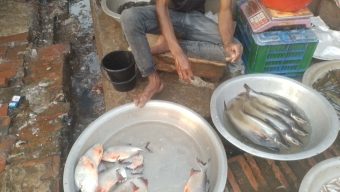 সাপাহারে নিষিদ্ধ পিরানহা মাছ জব্দ ও বিনষ্ট