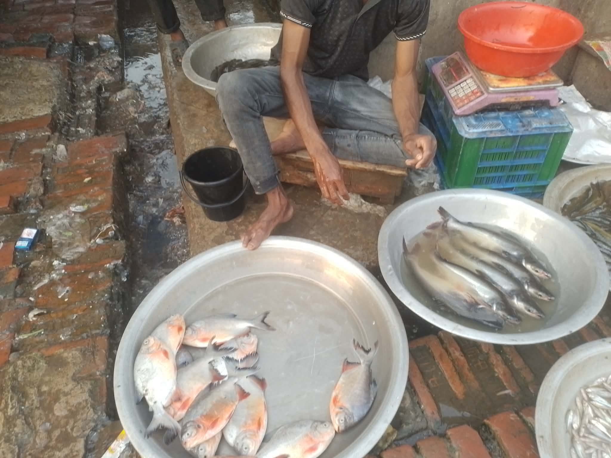 সাপাহারে নিষিদ্ধ পিরানহা মাছ জব্দ ও বিনষ্ট